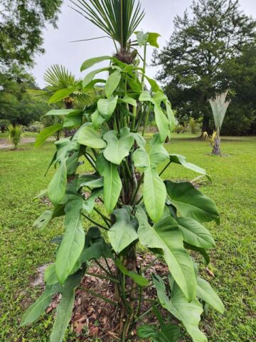 Alternative view of Philodendron Bipennifolium Glaucous Blue Hue Plant