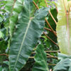 Philodendron Billietiae Croat Plant