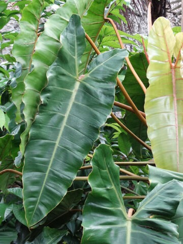 Philodendron Billietiae Croat Plant