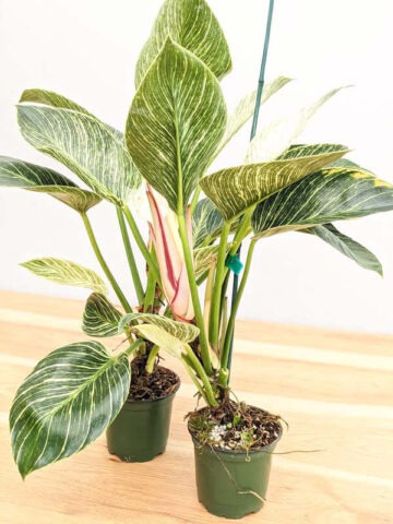 Philodendron Jade Zebra Plant (p. berkin)