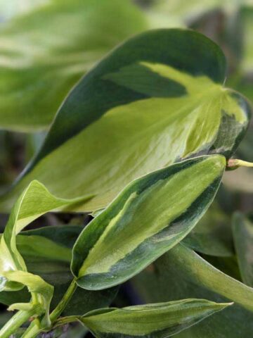 Alternative view of Philodendron Brasil Plant (best indoors)