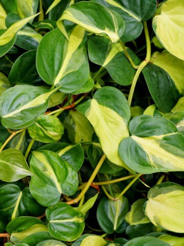 Philodendron Brasil Plant (best indoors)