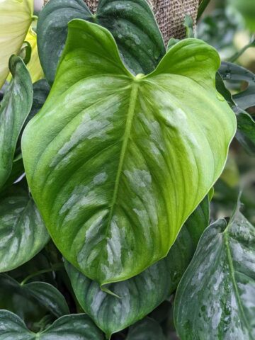 Alternative view of Philodendron Brandtianum Plant