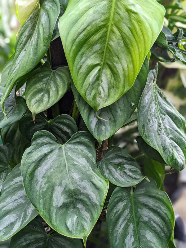 Philodendron Brandtianum Plant