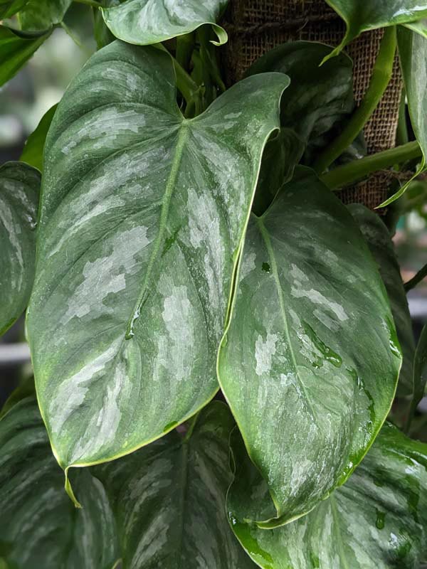 Philodendron Brandtianum Plant - Image 3