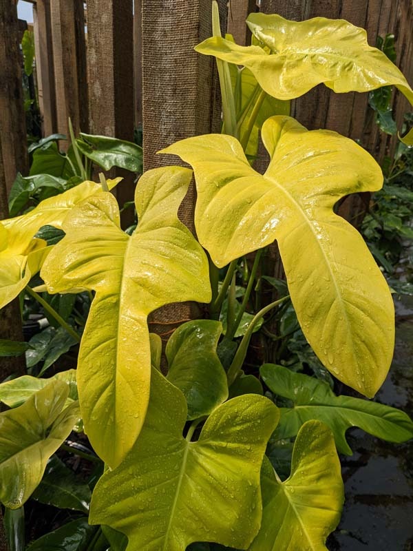 Philodendron Bipennifolium Aurea Plant - Image 2