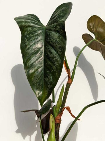 Philodendron Brevispathum Silver Splash Plant - Image 4