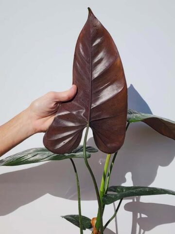 Philodendron Brevispathum Silver Splash Plant - Image 6