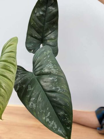 Philodendron Brevispathum Silver Splash Plant - Image 7