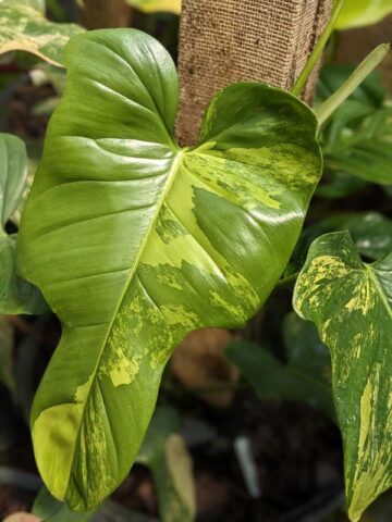Alternative view of Lg. Philodendron Bipennifolium Aurea Variegata Plant