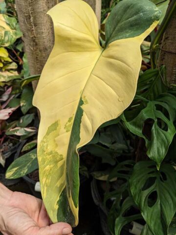 Lg. Philodendron Bipennifolium Aurea Variegata Plant
