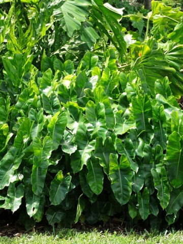 Top Seller Philodendron Burle Marx Plant