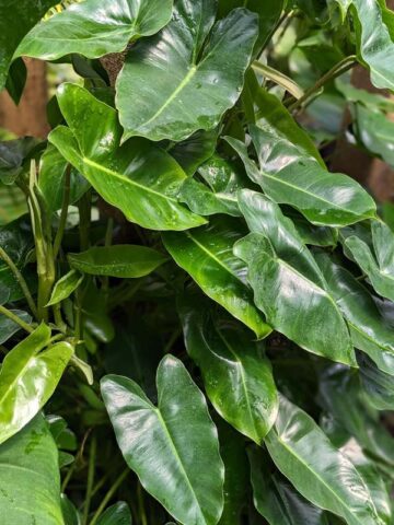 Alternative view of Top Seller Philodendron Burle Marx Plant