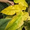 Philodendron Calkins Gold Plant