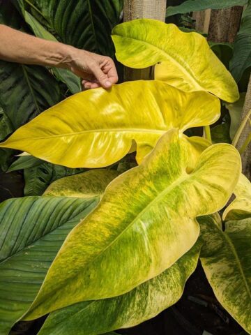 Checkout Special, Philodendron Calkins Gold Plant