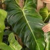 Philodendron Cordatum Giant Plant