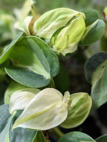 Alternative view of Philodendron Cream Splash Plant (best indoors)