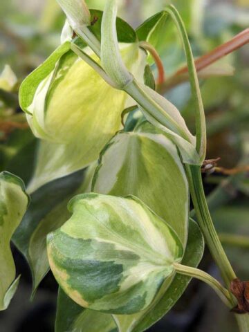 Philodendron Cream Splash Plant (best indoors)