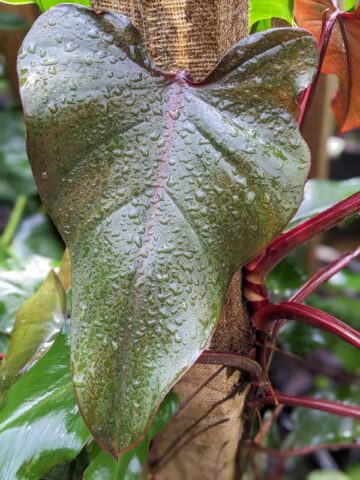 Philodendron Dark Lord Plant