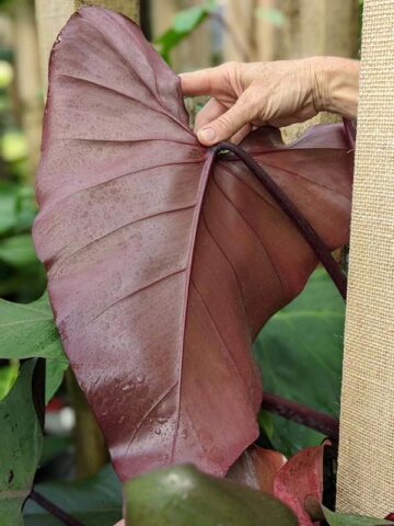 Alternative view of Philodendron Dark Lord Plant