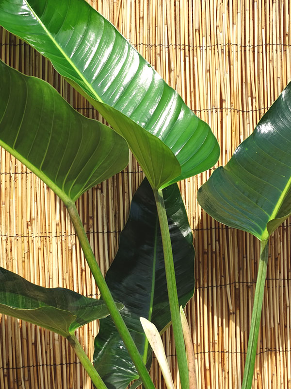 XL Philodendron Davidsonii Plant - Image 3