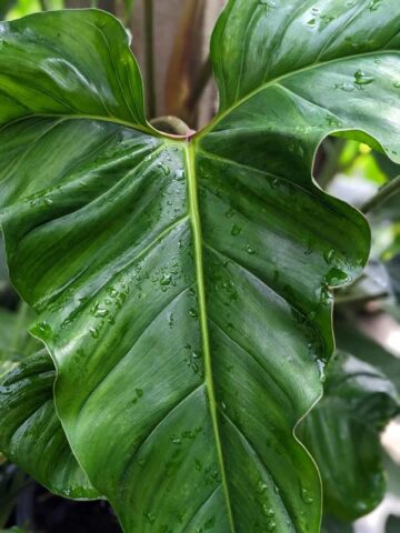 Alternative view of Philodendron Delsinkii Plant