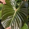 Lg. Philodendron Devansayeanum Plant