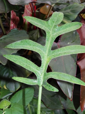 Philodendron Distantilobum Plant - Image 3