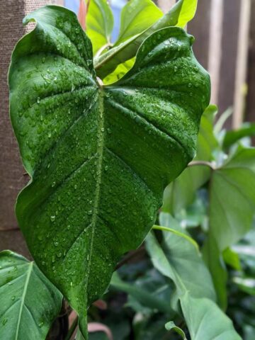 Gorgeous Philodendron Domesticum Plant - Image 3