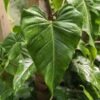 Gorgeous Philodendron Domesticum Plant