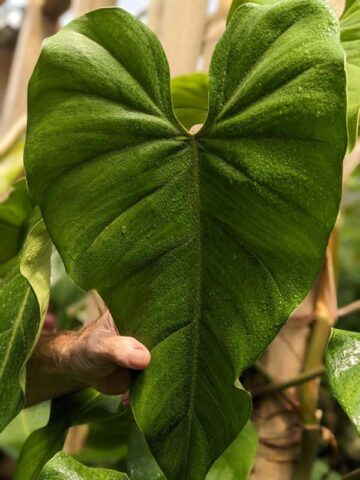 Alternative view of Gorgeous Philodendron Domesticum Plant