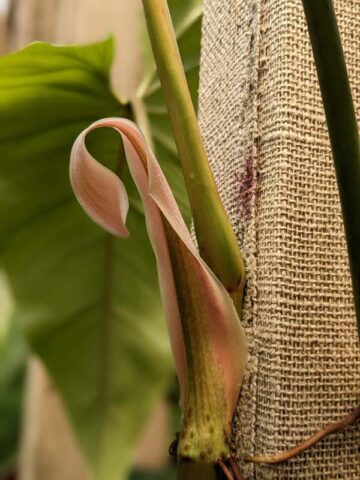 Gorgeous Philodendron Domesticum Plant - Image 4