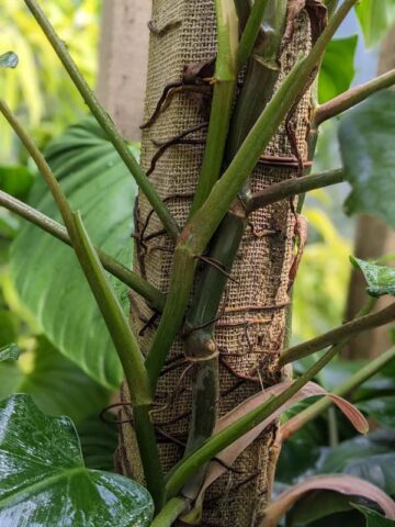 Gorgeous Philodendron Domesticum Plant - Image 5