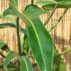 Philodendron Ecuadorian Canoe Leaf Plant
