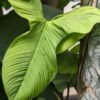Philodendron Fibraecataphyllum Peru Plant
