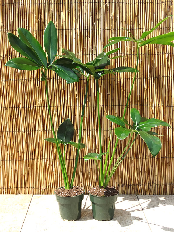 Lg. Philodendron Goeldii Hawaiian Finger Leaf Plant - Image 10