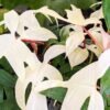 Philodendron Florida Ghost Super White Plant