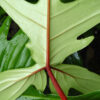 Philodendron Florida Beauty Red Stem