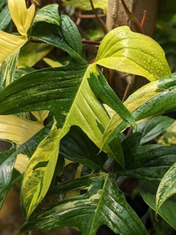 Alternative view of Checkout Special, Philodendron Florida Variegated Plant