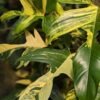 Lg. Philodendron Florida Variegated Plant