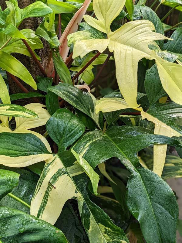 Lg. Philodendron Florida Variegated Plant - Image 4