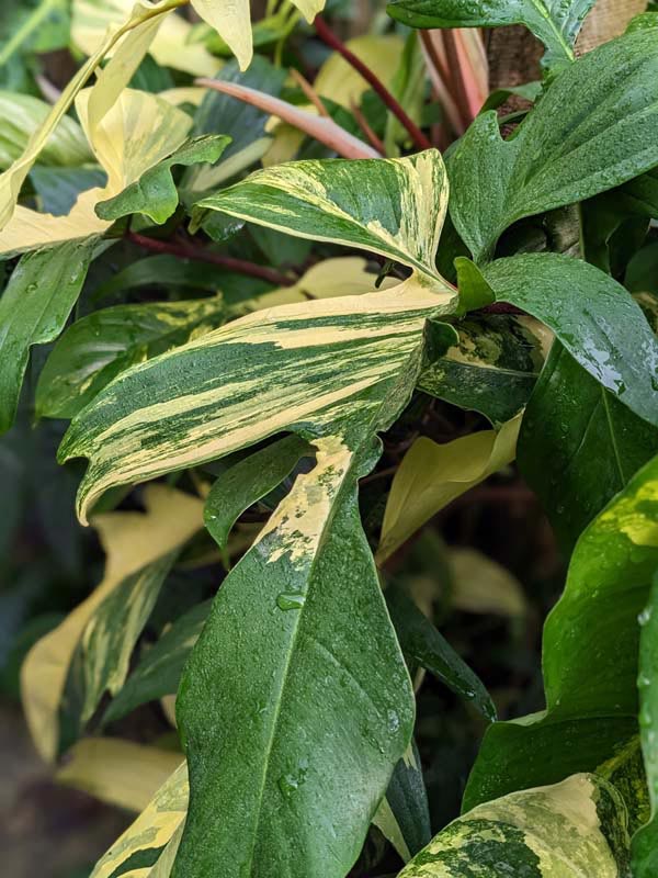 Lg. Philodendron Florida Variegated Plant - Image 5