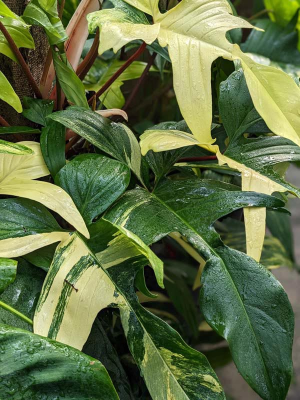 Lg. Philodendron Florida Variegated Plant - Image 6