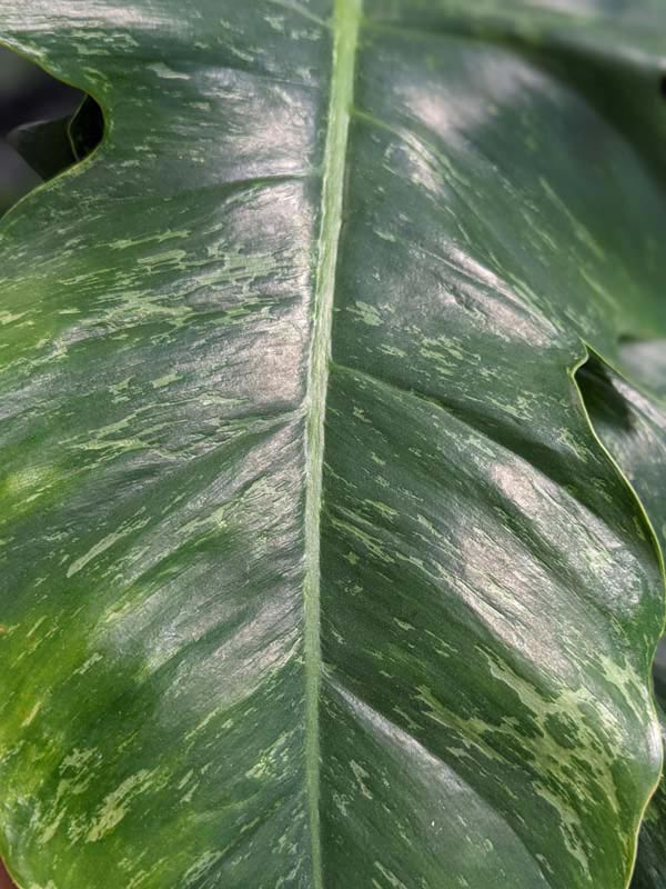Philodendron Golden Dragon Plant - Image 2