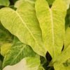 Rare Philodendron Goldiana (Golden Arrow) Plant