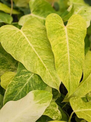 Rare Philodendron Goldiana (Golden Arrow) Plant