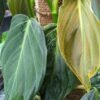 Philodendron Gigas Velvet Plant