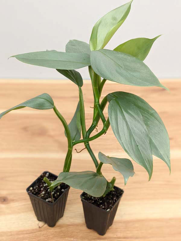Philodendron Hastatum Silver Sword Blue Plant - Image 6