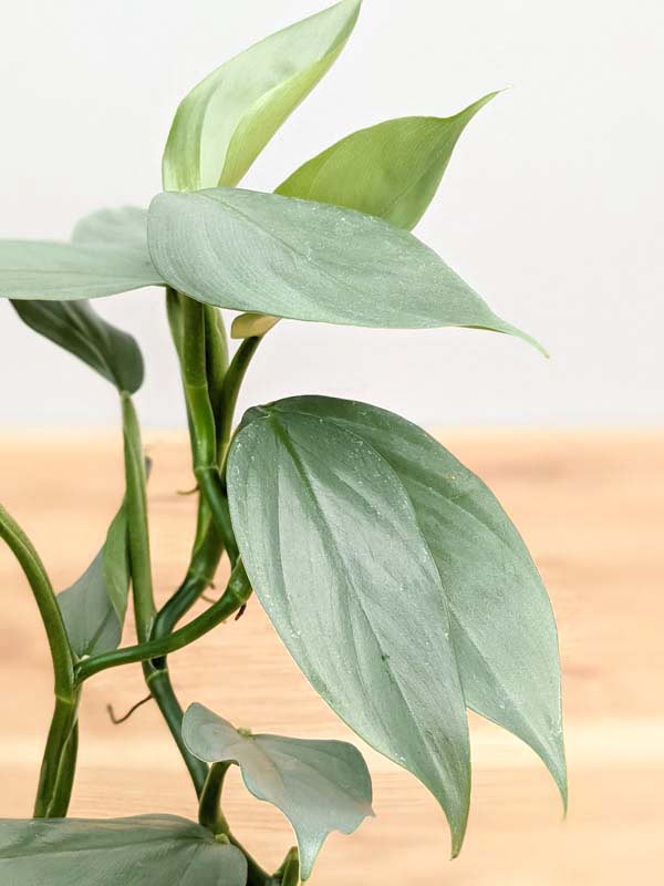 Philodendron Hastatum Silver Sword Blue Plant - Image 7