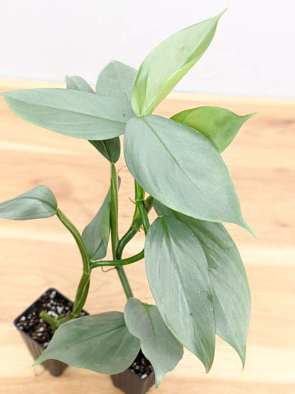 Philodendron Hastatum Silver Sword Blue Plant - Image 8